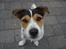 Jack russell terrier Baloo