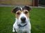 Jack russell terrier Baloo