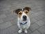 Jack russell terrier Baloo