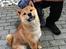 Shiba Max - Efter en tur i svømmehallen...