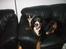 Papillon NA´s Mikey *Gavtyv* Min mors hund :-)