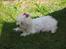 Malteser Silke - Silke 11 uger