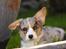 Welsh corgi cardigan Tilla - Man har ikke helt styr på ørerne i nu