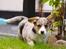 Welsh corgi cardigan Tilla