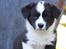 Welsh corgi cardigan Wally - Vally 8 uger gammel