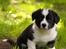Welsh corgi cardigan Wally