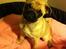 Mops Cleo