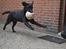 Labrador retriever Athos RIP