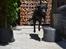 Labrador retriever Athos RIP