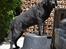 Labrador retriever Athos RIP