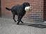 Labrador retriever Athos RIP