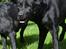 Labrador retriever Athos RIP