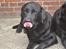 Labrador retriever Athos RIP