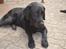 Labrador retriever Athos RIP