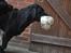 Labrador retriever Athos RIP