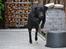 Labrador retriever Athos RIP