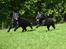 Labrador retriever Athos RIP