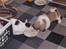 Pekingeser Berta - spiser sammen med katten. hyggeligt