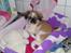 Pekingeser Berta