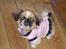 Pekingeser Berta - se min fine kjole... øv og jeg må ikke få flere.