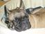Fransk bulldog Magda