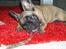 Fransk bulldog Magda