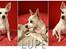Chihuahua Guadalupe (Lupe) - JULI 2011.. Mor tester nyt foto udstyr