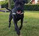 Cane corso Gaio
