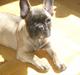 Fransk bulldog Magda