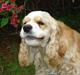 Amerikansk cocker spaniel walde