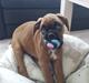 Boxer Damkjærs Rasmine