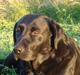 Labrador retriever Trine