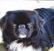 Pekingeser Rocky