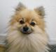 Pomeranian Fennie