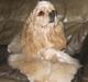 Amerikansk cocker spaniel Sunny
