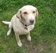 Labrador retriever Nanna
