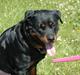 Rottweiler Dina