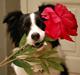 Border collie LP1DM10 LP2DM11 DKLPCH Kewstock Quite