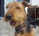 Airedale terrier Hera (Mors)