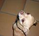Chihuahua Oscar
