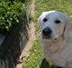 Golden retriever | Buller