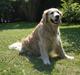 Golden retriever | Malde