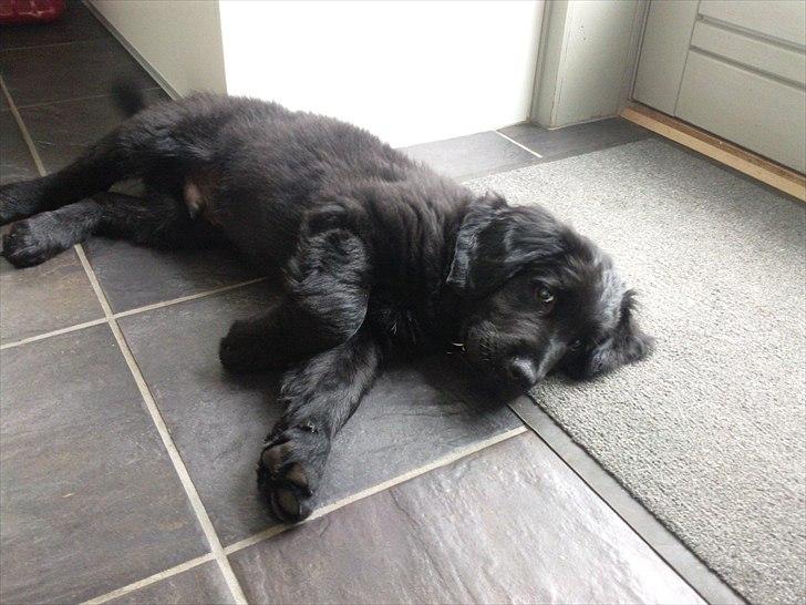 Hovawart Samson <3 billede 5