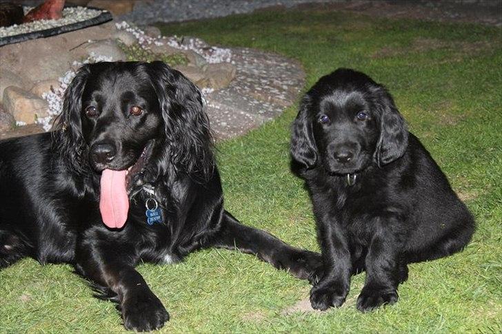 Hovawart Samson <3 - Samson den dag vi fik ham :-) 
Til venstre er fætter Bølle ;) billede 2