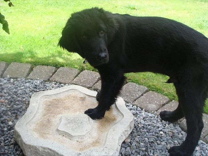 Hovawart Samson <3 billede 6