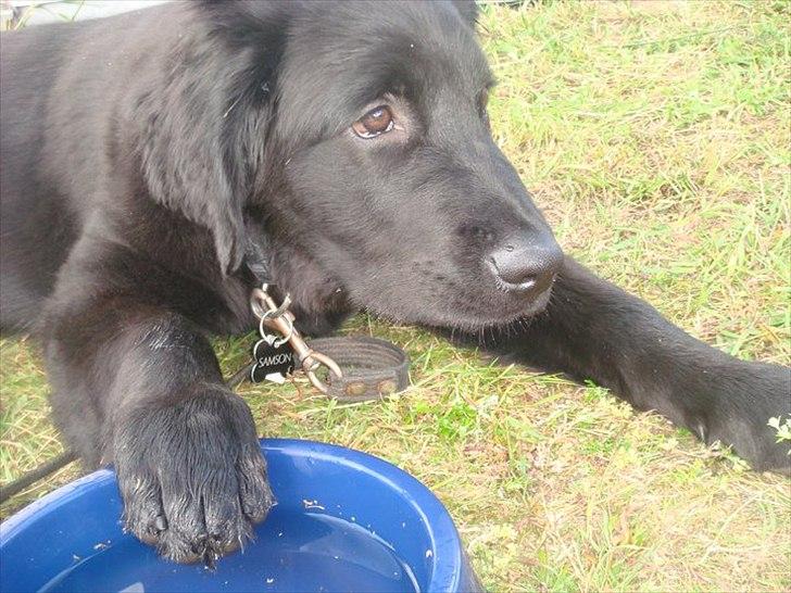 Hovawart Samson <3 billede 7