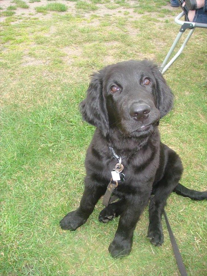 Hovawart Samson <3 billede 8