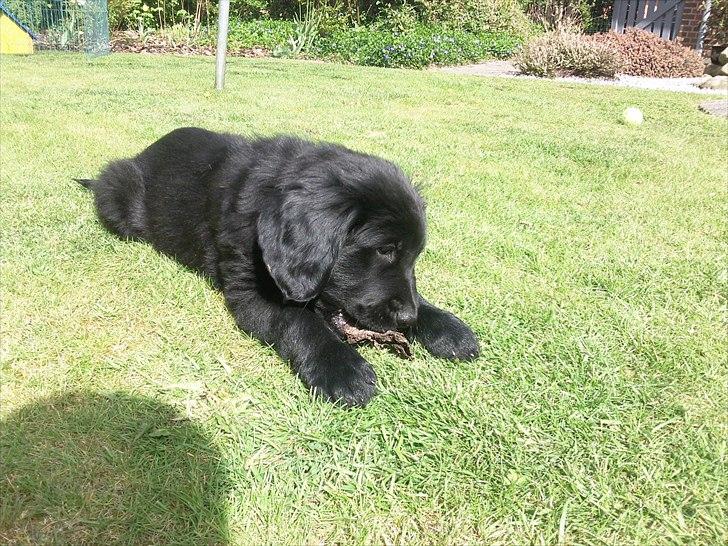 Hovawart Samson <3 billede 4