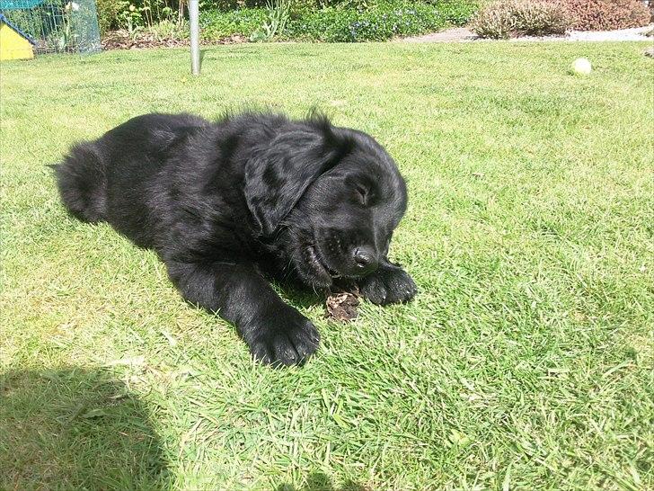 Hovawart Samson <3 billede 9