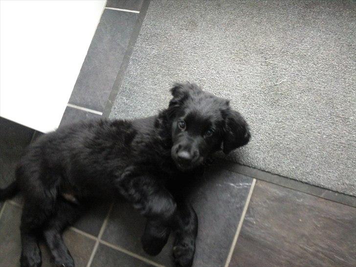 Hovawart Samson <3 billede 10